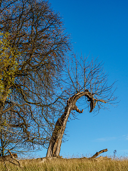 Wimpole Nov22-20 - Wimpole Hall