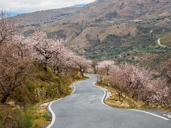 Andalucia-22 - Andalucia: Almond Blossom