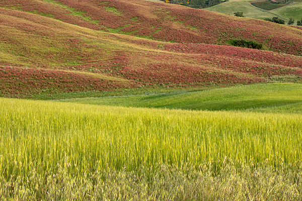 IMG_8666 - Tuscany