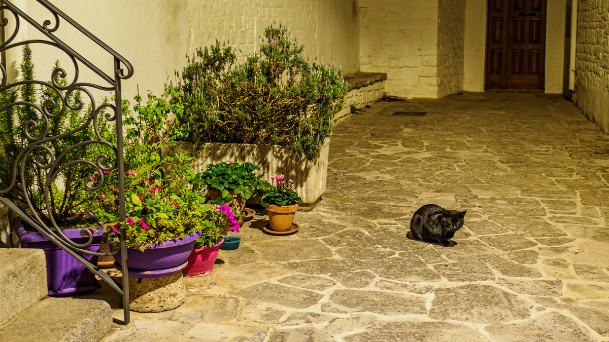 Puglia-626 - Puglia: Landscape with Trulli