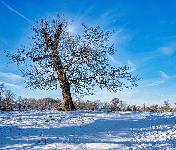 Wimpole Hall 16Dec22-12-Edit-Edit - Wimpole Hall