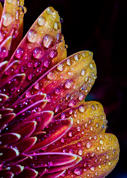 Floral2 - Floral 2 (with a few experiments)