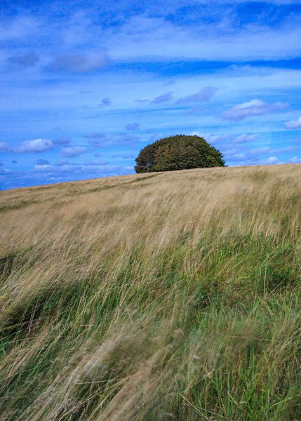 Dorset-8 - Landscape: Dorset