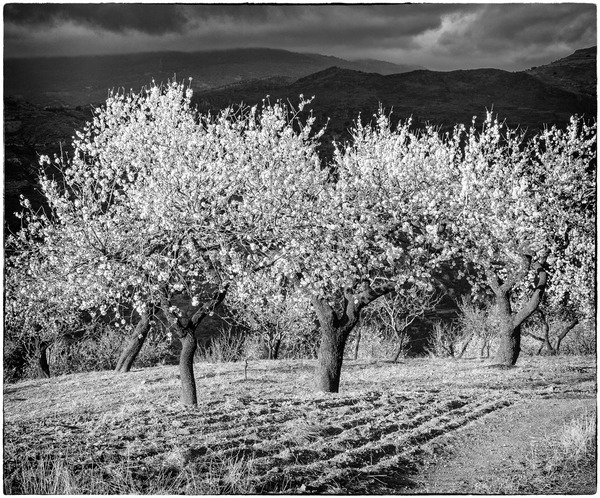 Andalucia 3 -168-Edit - Andalucia: Almond Blossom