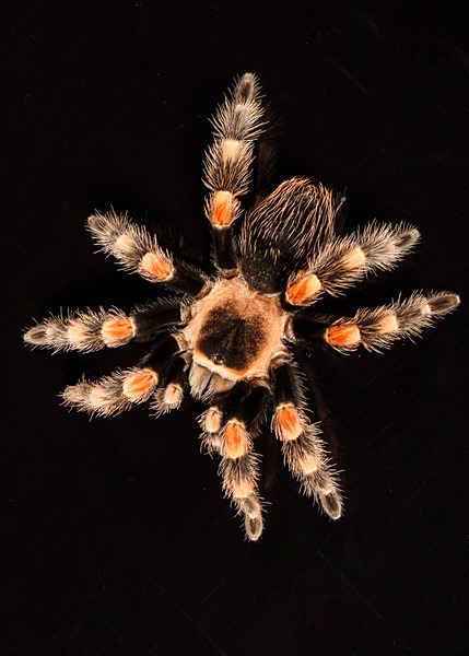 Small Creatures-8 - Small Creatures