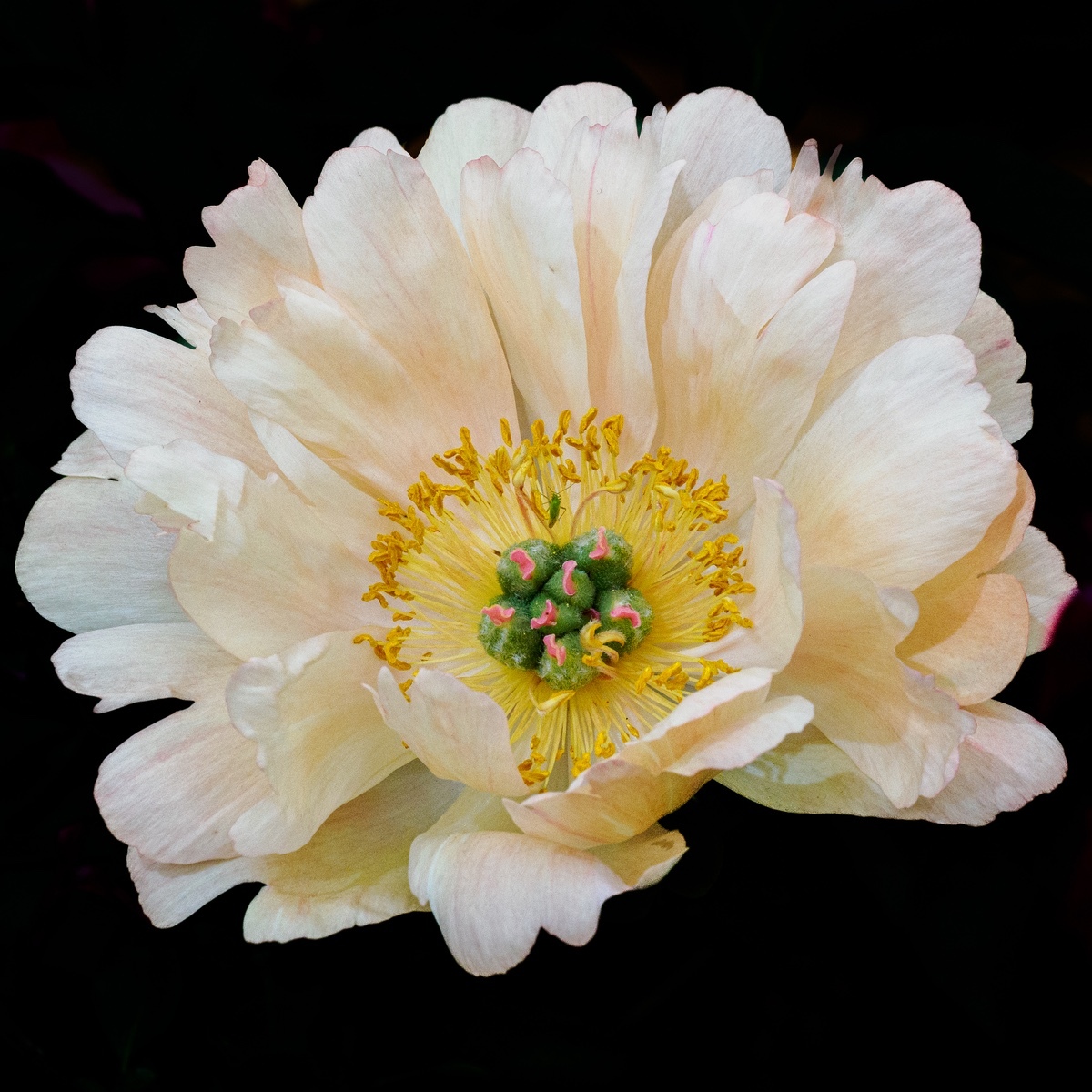 Mainly Floral 2024-7 - (Mainly) Floral 2024
