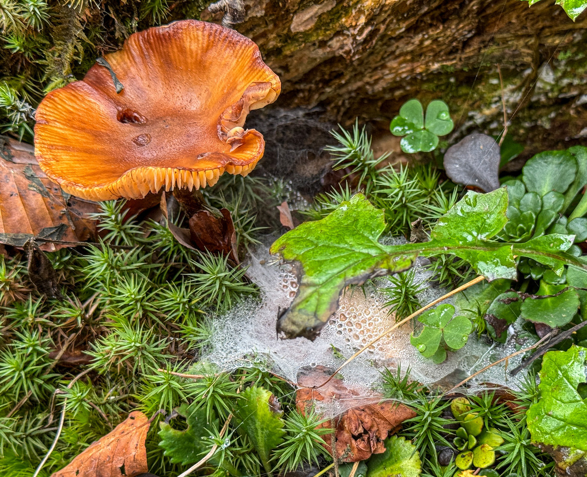 Slovenia iPhone - 104 - Slovenia Fungi