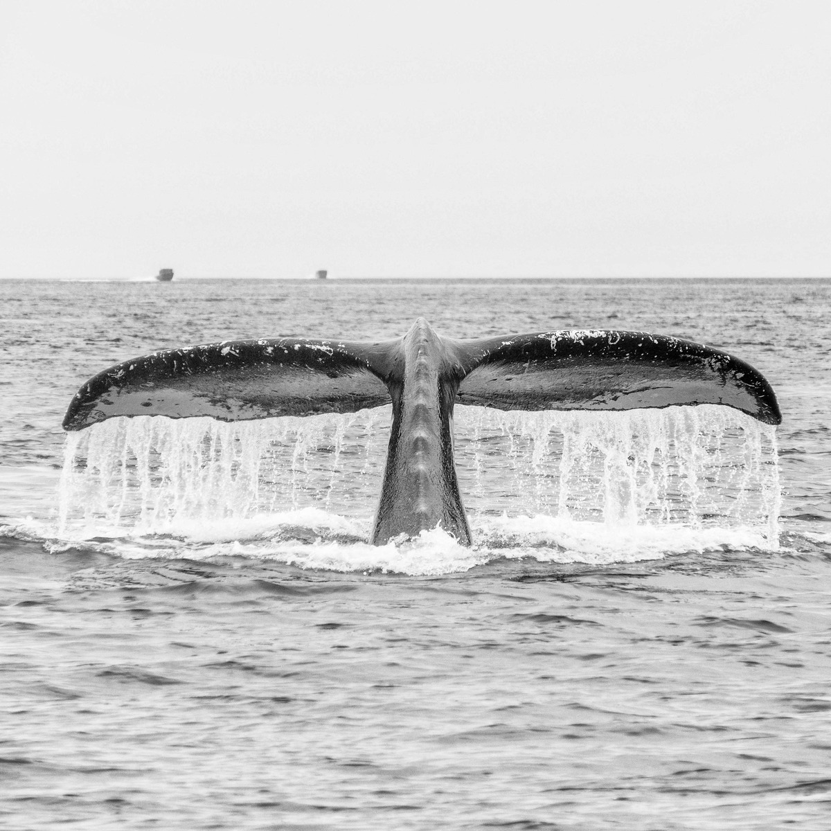 Juneau and Humpbacked Whales-151 - Alaska 2