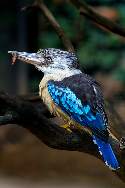 DSC05111 - Birds