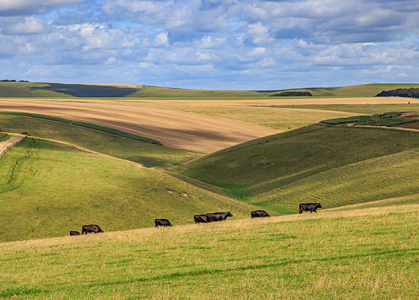 Dorset-2 - Landscape: Dorset