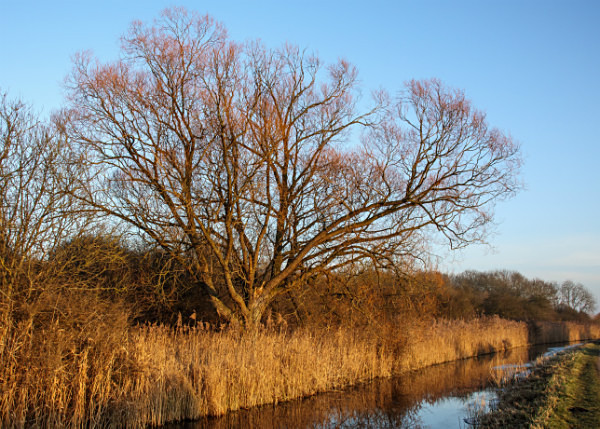  - Wicken Fen