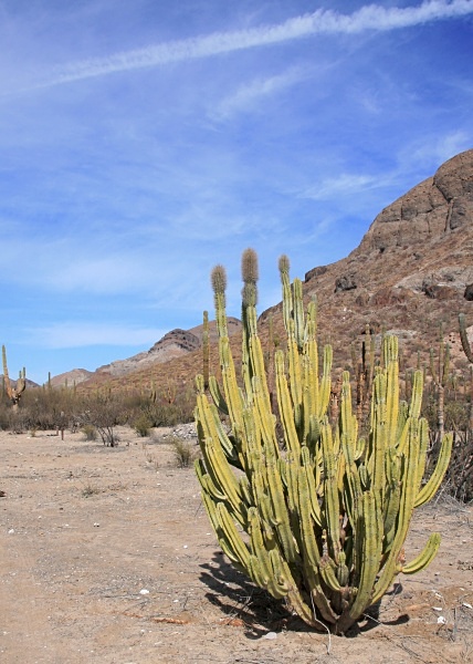  - Mexico (Journeys)