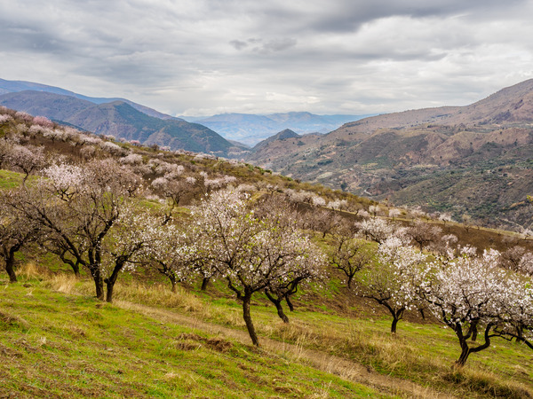 Andalucia-32 - Andalucia: Almond Blossom