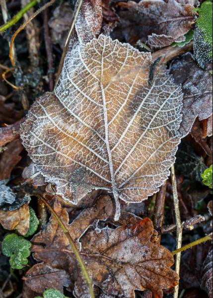  - Wandlebury in Winter