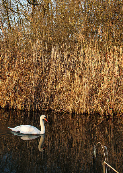  - Wicken Fen