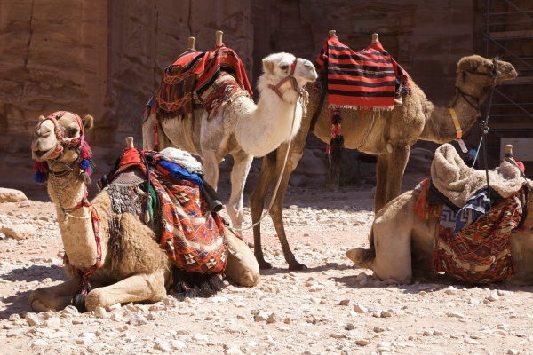Petra 88 - Jordan - Petra