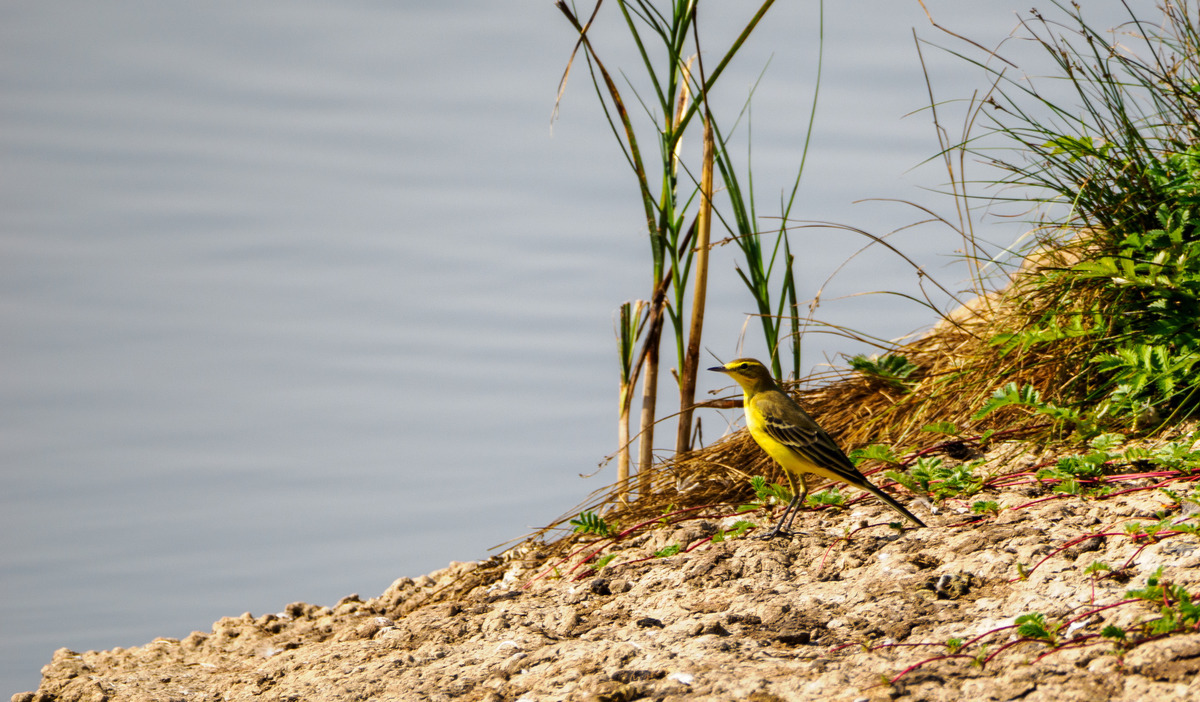 Welney 6Sep24-159 - Birds and Other Creatures