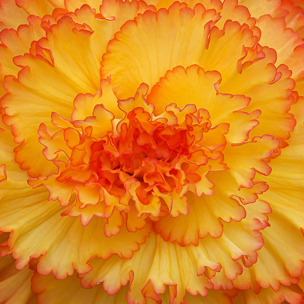 Floral-3 - Floral 1