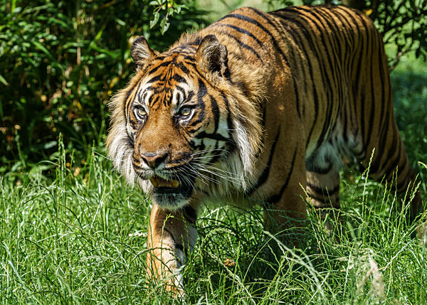 Big Cats-3 - Big Cats