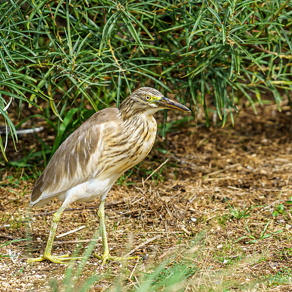 DSC05016 - Birds