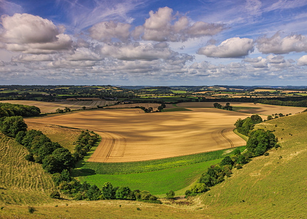 Dorset-10 - Landscape: Dorset