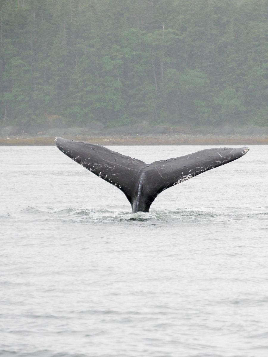 Juneau and Humpbacked Whales-26 - Alaska 2