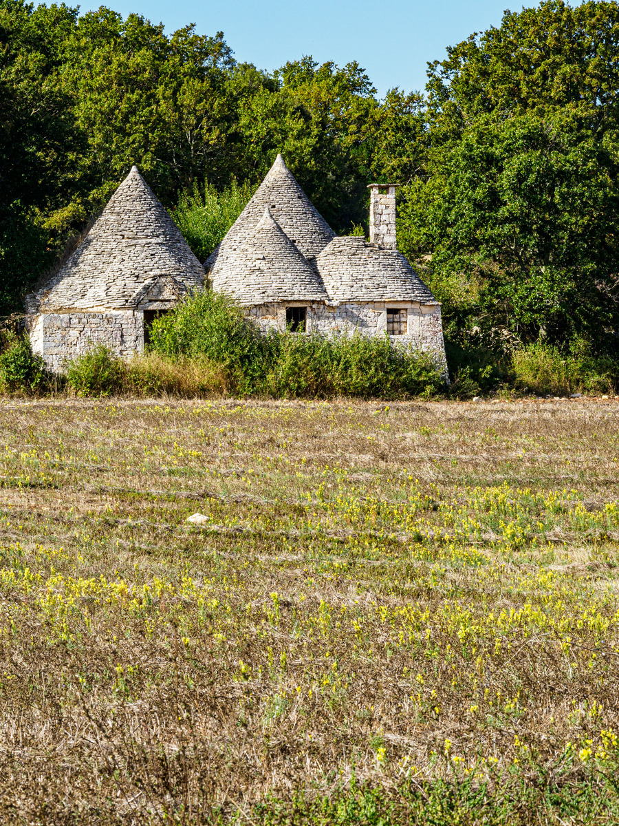 Puglia-664 - Puglia: Landscape with Trulli