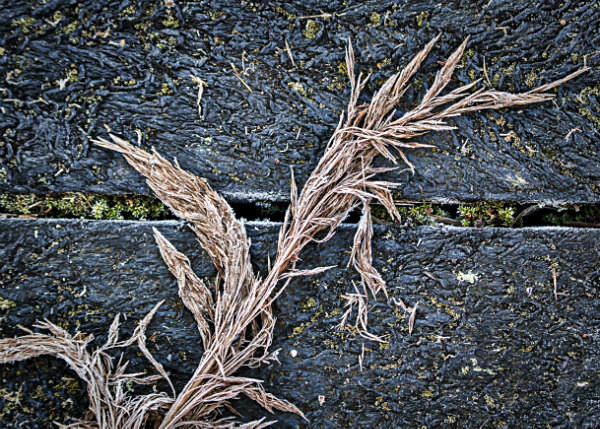  - Wicken Fen