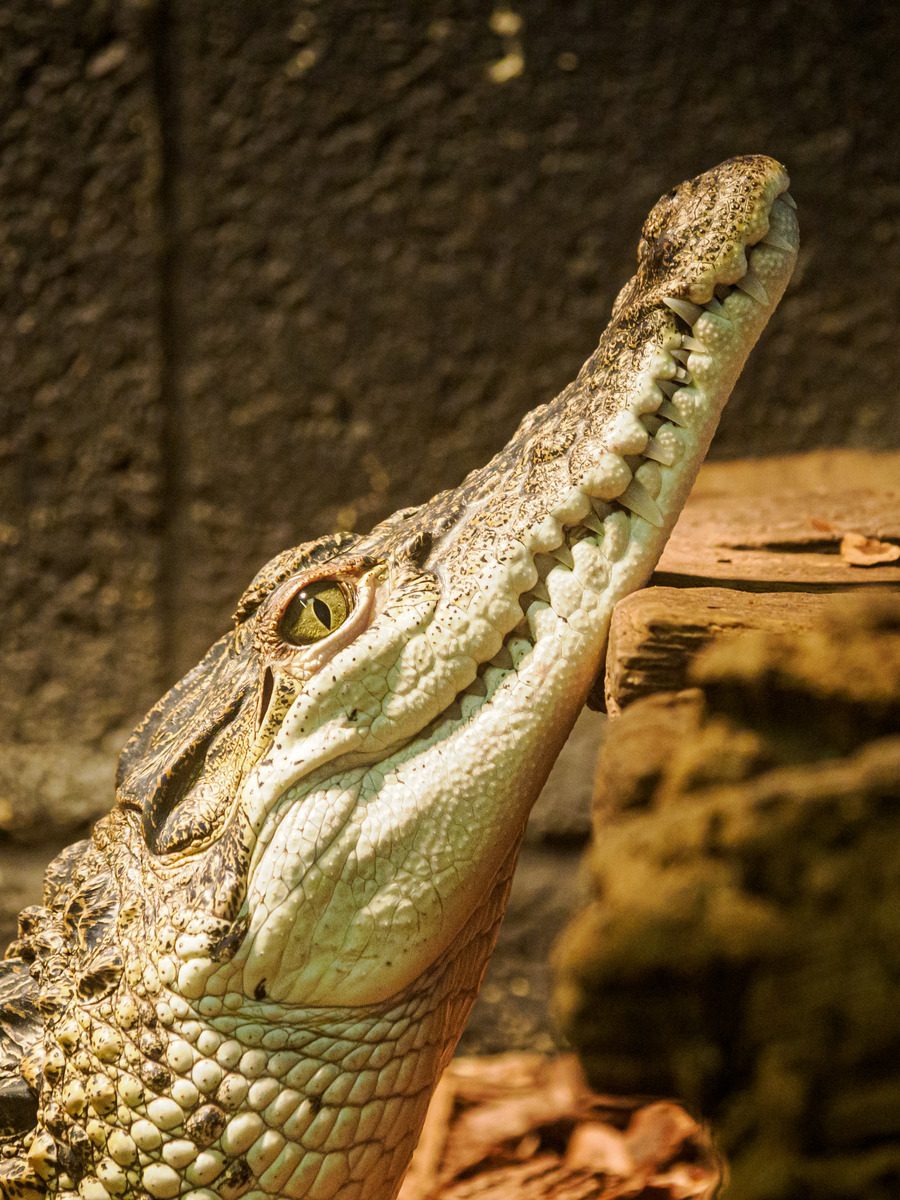 Crocodiles and Monitors-2 - Birds and Other Creatures