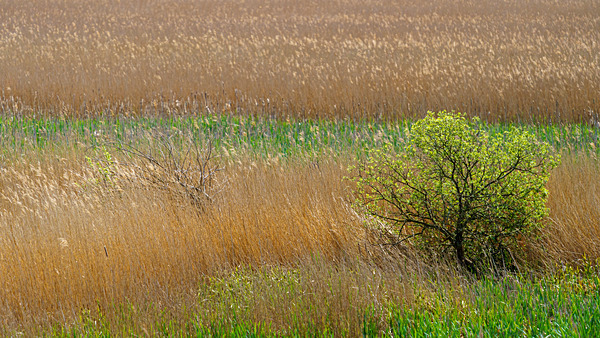 RSPB Minsmere 6May22-80 - Birds