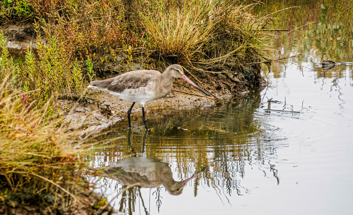 RSPB Titchwell 25Sep24-25 - Birds and Other Creatures