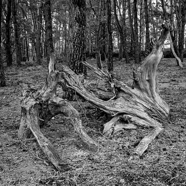 Sutton Hoo-2 - (Mainly) Black and White