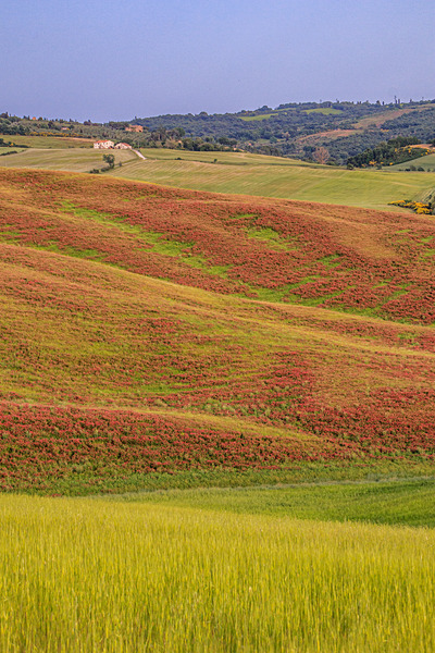 IMG_8664 - Tuscany