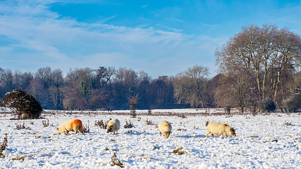 Wimpole Hall 16Dec22-54 - Wimpole Hall