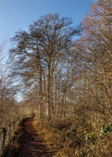  - Wandlebury in Winter