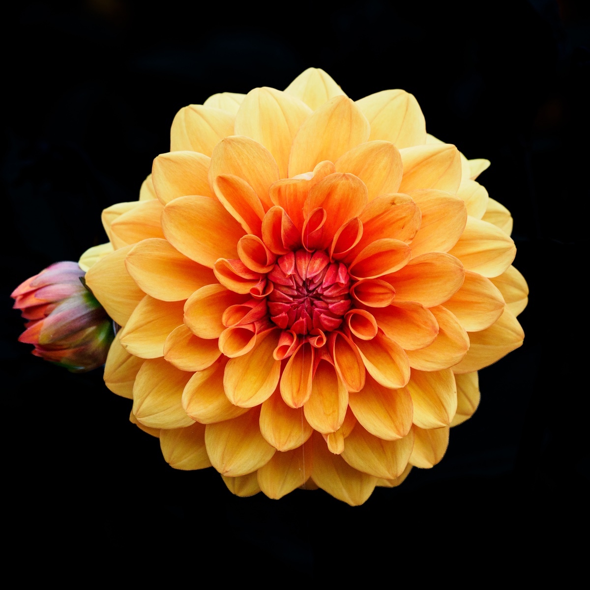 Mainly Floral 2024-1 - (Mainly) Floral 2024