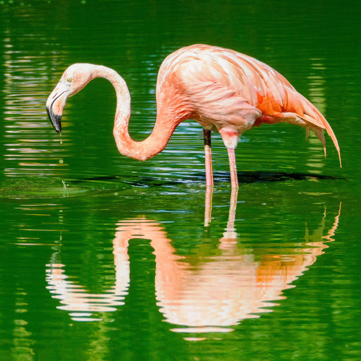 Whipsnade 16Sep24-147 - Birds and Other Creatures