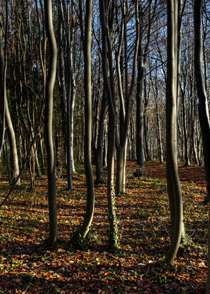  - Wandlebury in Winter