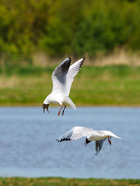 RSPB Minsmere 6May22-52 - Birds