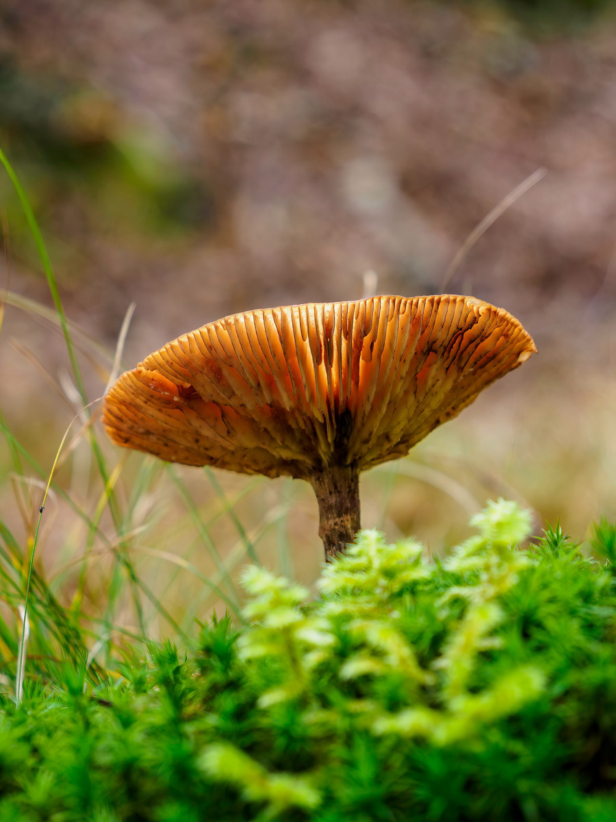 Slovenia Card3-138-Edit - Slovenia Fungi