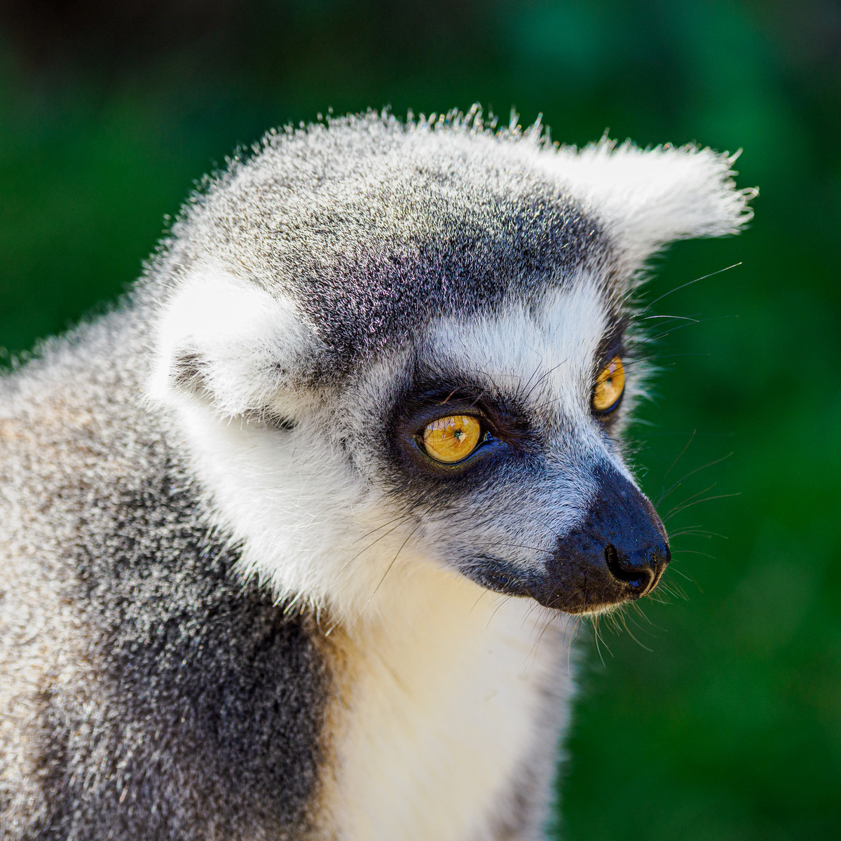 Cotswold Wildlife Oct24-116 - Birds and Other Creatures