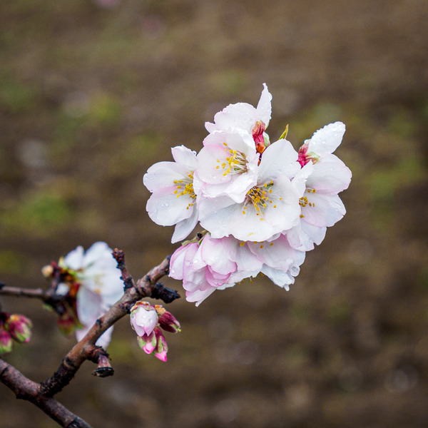 Andalucia-4 - Andalucia: Almond Blossom