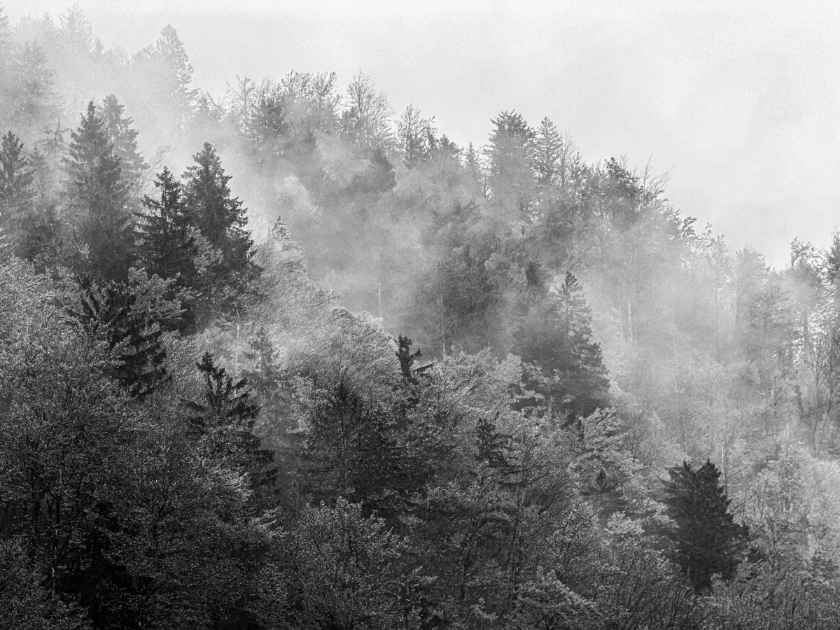 Slovenia iPhone - 161 - Slovenia in the Mist