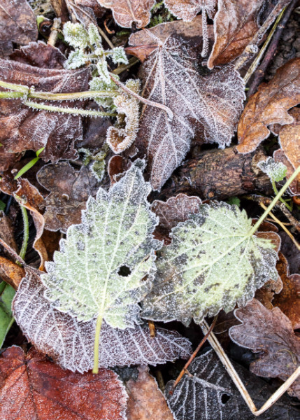  - Wandlebury in Winter