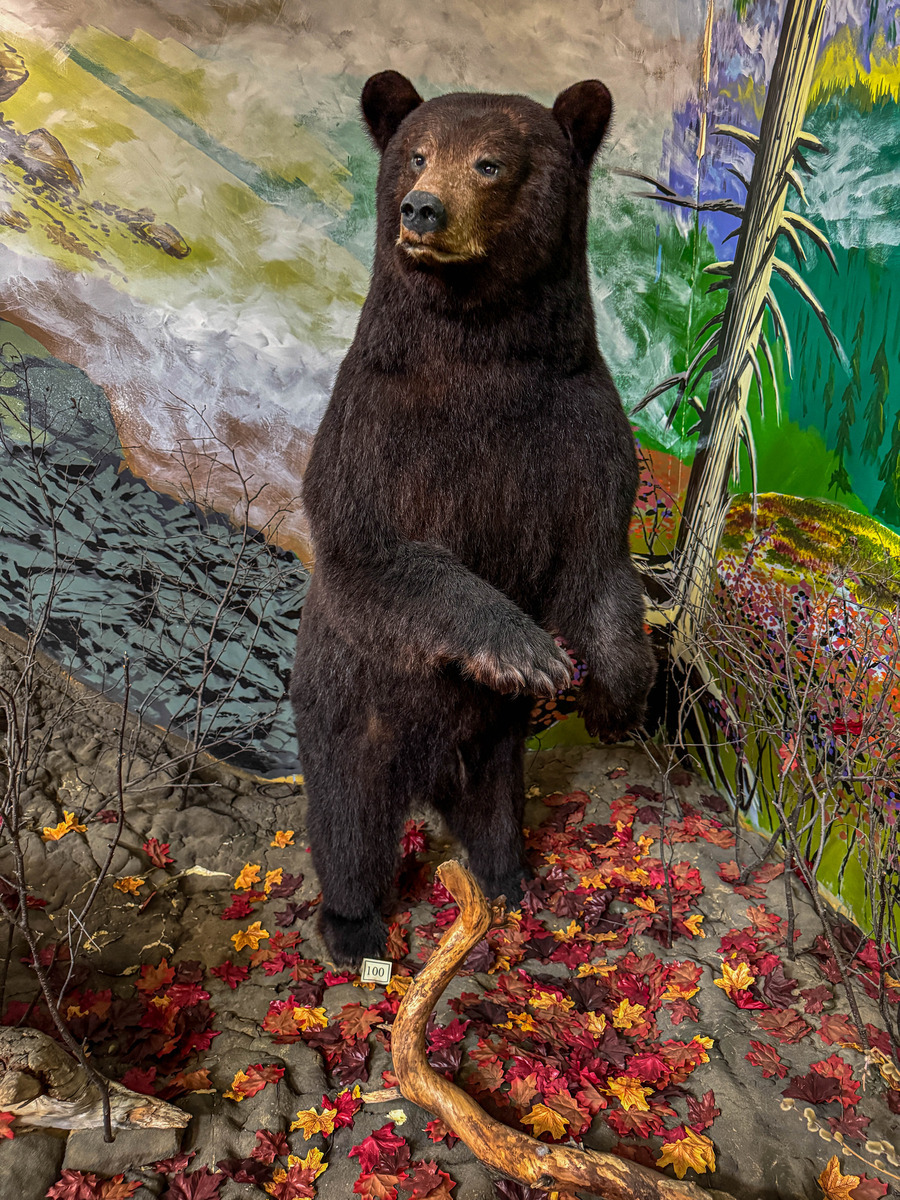 Haines-65 - Alaska 1
