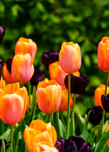 Floral2-8 - Floral 2 (with a few experiments)