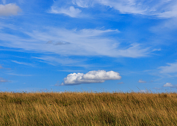 Dorset-5 - Landscape: Dorset