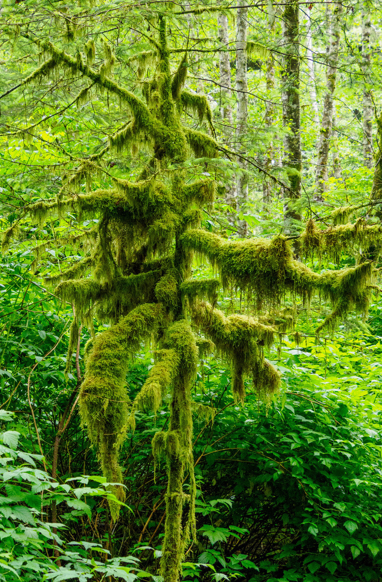 Sitka-5 - Alaska 3