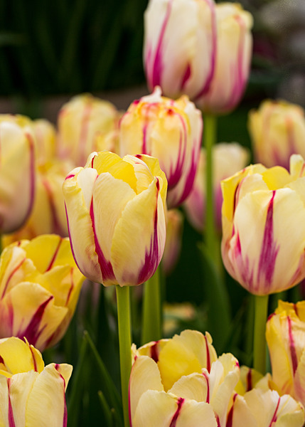 Floral-8 - Floral 1