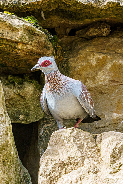 DSC04998 - Birds